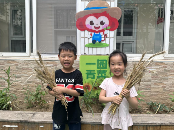 风吹麦浪 弥漫麦香--金水区新建幼儿园中四班之小麦收割记